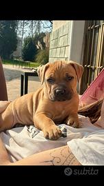 American pit bull terrier