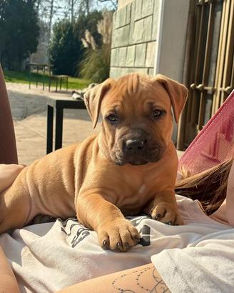 American pit bull terrier