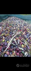 Olivetti per raccolta olive a mezzadria 