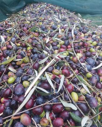 Olivetti per raccolta olive a mezzadria 
