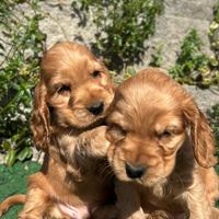 Cuccioli di cocker spaniel inglese con pedigree