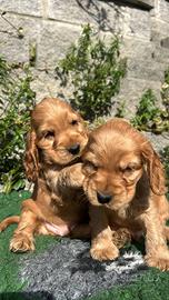 Cuccioli di cocker spaniel inglese con pedigree