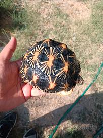 Radiata