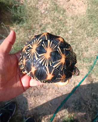 Radiata