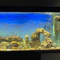 Acquario CIANO 209 litri