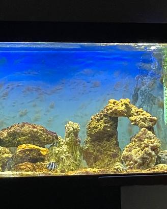 Acquario CIANO 209 litri