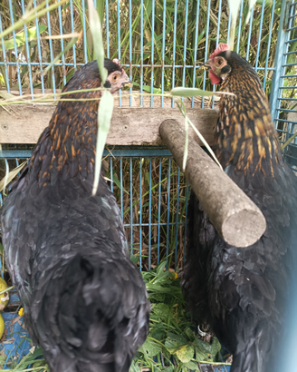 Marans