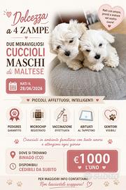 Cucciolo di maltese