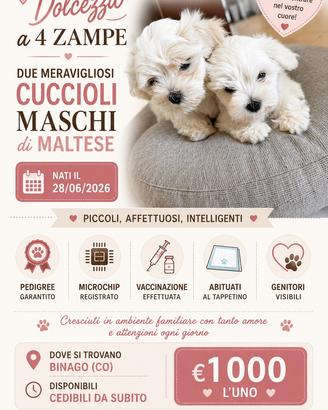 Cucciolo di maltese