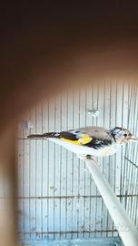 Cardellina