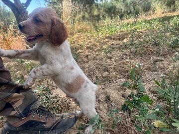 Cuccioli di Breton