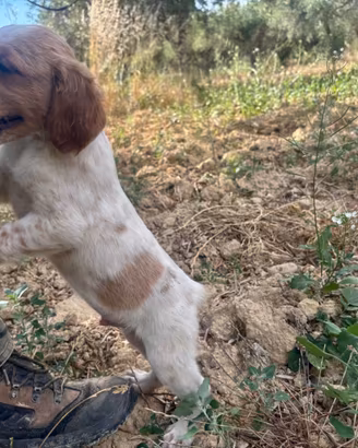 Cuccioli di Breton
