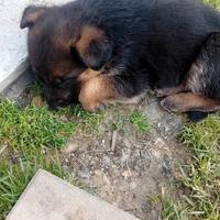 Cuccioli Pastore tedesco