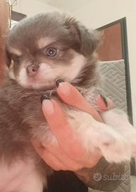 chihuahua 