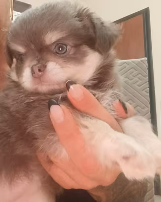 chihuahua 