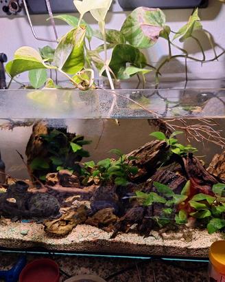 acquario 40 litri