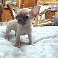 Chihuahua cuccioloni