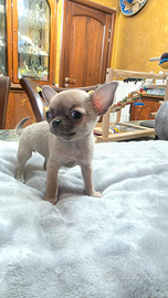 Chihuahua cuccioloni