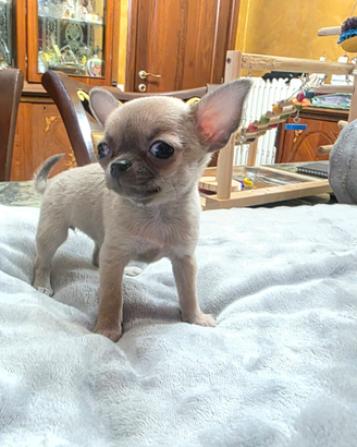 Chihuahua cuccioloni
