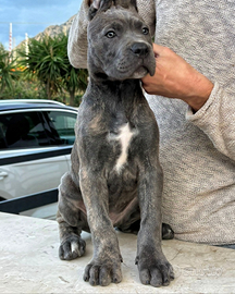 Cuccioli Cane Corso