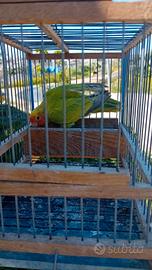 Femmina pezzata verde