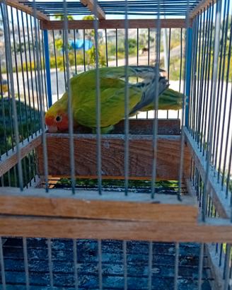 Femmina pezzata verde