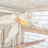 Inseparabili roseicollis