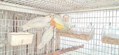 Inseparabili roseicollis