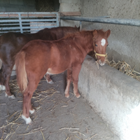 Pony