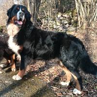Maschio i di Bovaro del bernese con pedigree