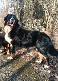 Maschio i di Bovaro del bernese con pedigree