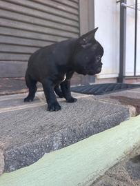 Bulldog francese nero tigrato