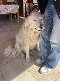 Nuova Famiglia per cane dolcissima