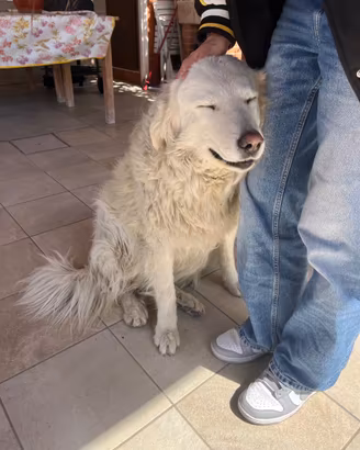 Nuova Famiglia per cane dolcissima