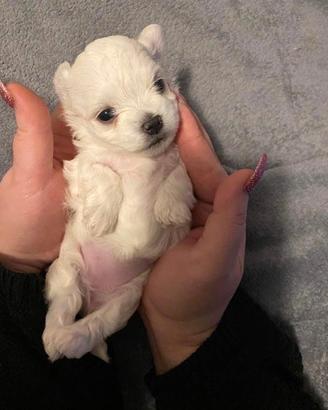 Maltese