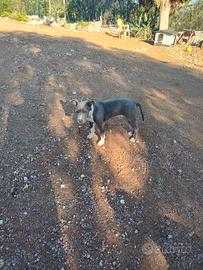 Cuccioli Amstaff