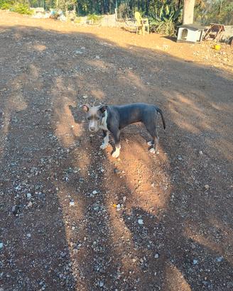 Cuccioli Amstaff