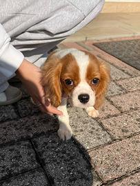 Cucciola di Cavalier King