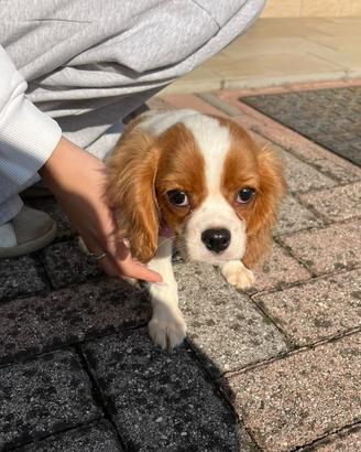 Cucciola di Cavalier King