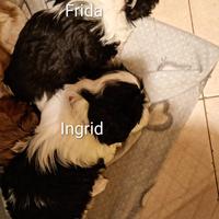 Cucciole Shitzu-Maltese