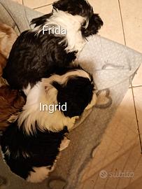 Cucciole Shitzu-Maltese