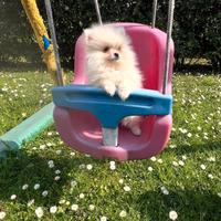 Spitz di pomerania maschio mini bianco 3 mesi
