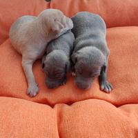 Cuccioli di piccolo levriero italiano