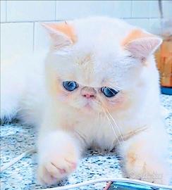 Gatto exotic shorthair cucciolo