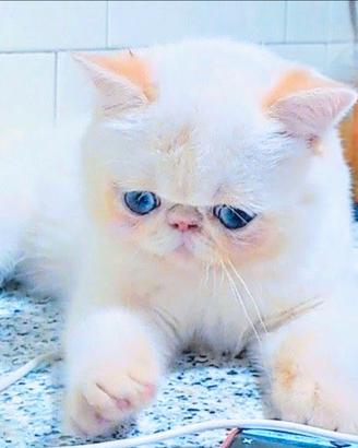 Gatto exotic shorthair cucciolo