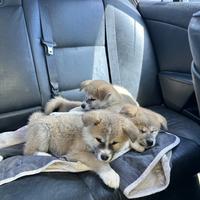 Cuccioli Akita inu genetica campione di bellezza