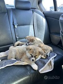 Cuccioli Akita inu genetica campione di bellezza