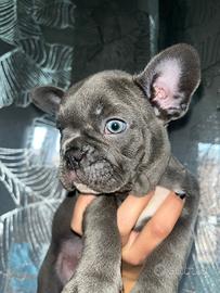 La carica dei 6 arriva per natale