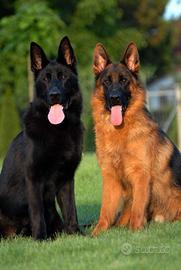 Cuccioli di pastore tedesco per veri appassionati