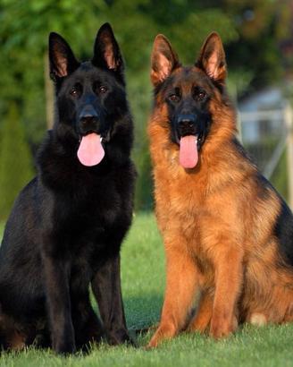 Cuccioli di pastore tedesco per veri appassionati